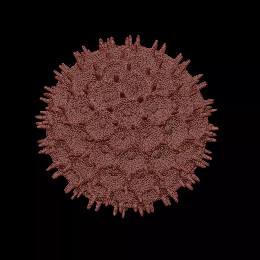 Morning Glory Pollen Grain 3D Model – High Poly Scientific Visualization, OBJ - View 14