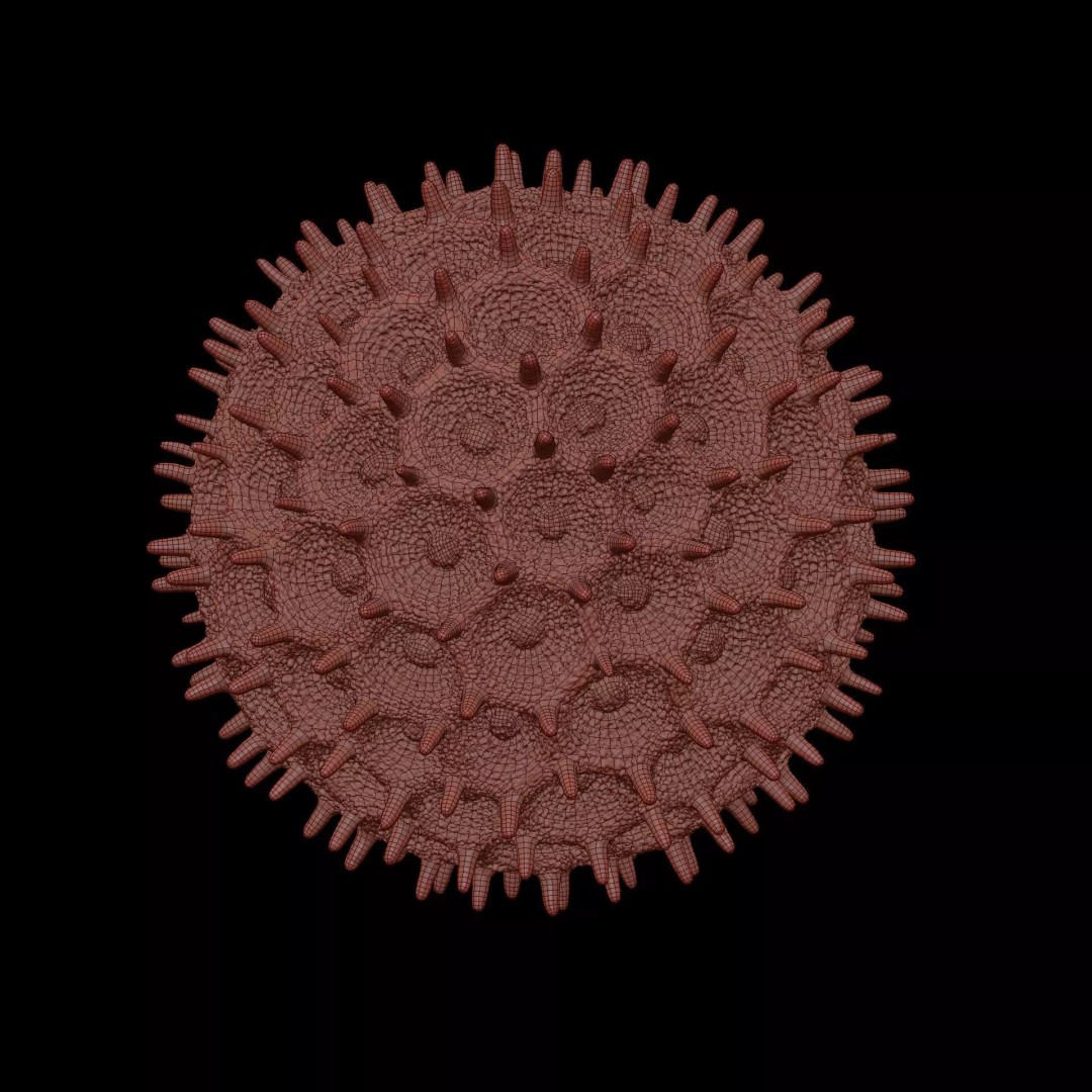 Morning Glory Pollen Grain 3D Model – High Poly Scientific Visualization, OBJ - View 15