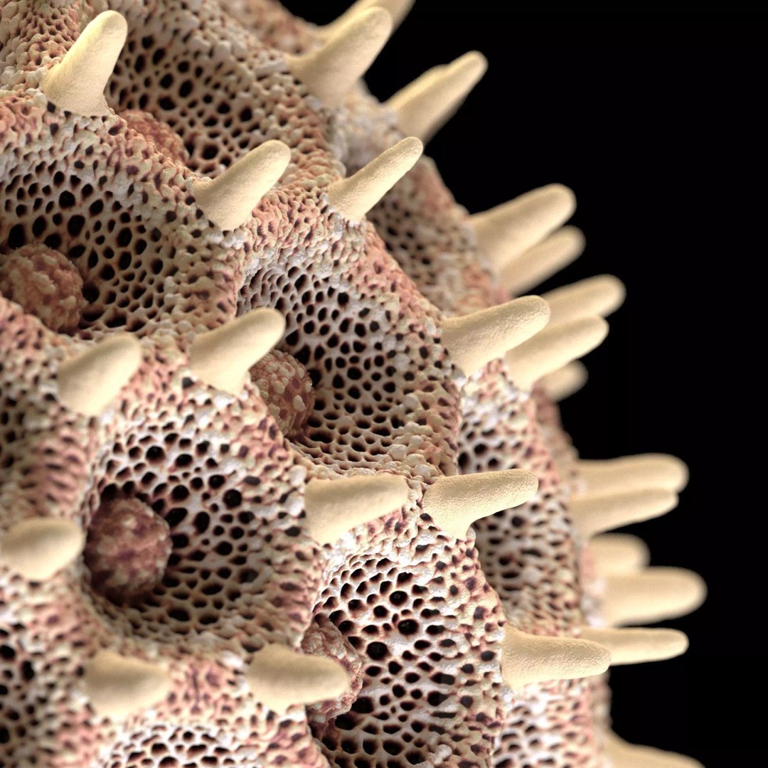 Morning Glory Pollen Grain 3D Model – High Poly Scientific Visualization, OBJ - View 2