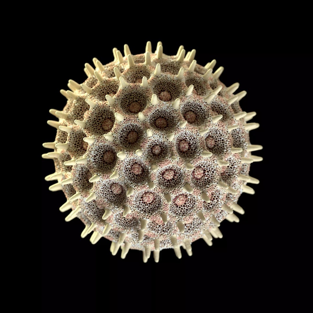 Morning Glory Pollen Grain 3D Model – High Poly Scientific Visualization, OBJ - View 3