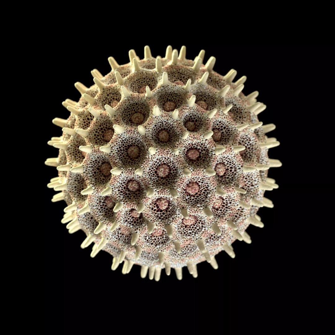 Morning Glory Pollen Grain 3D Model – High Poly Scientific Visualization, OBJ - View 4