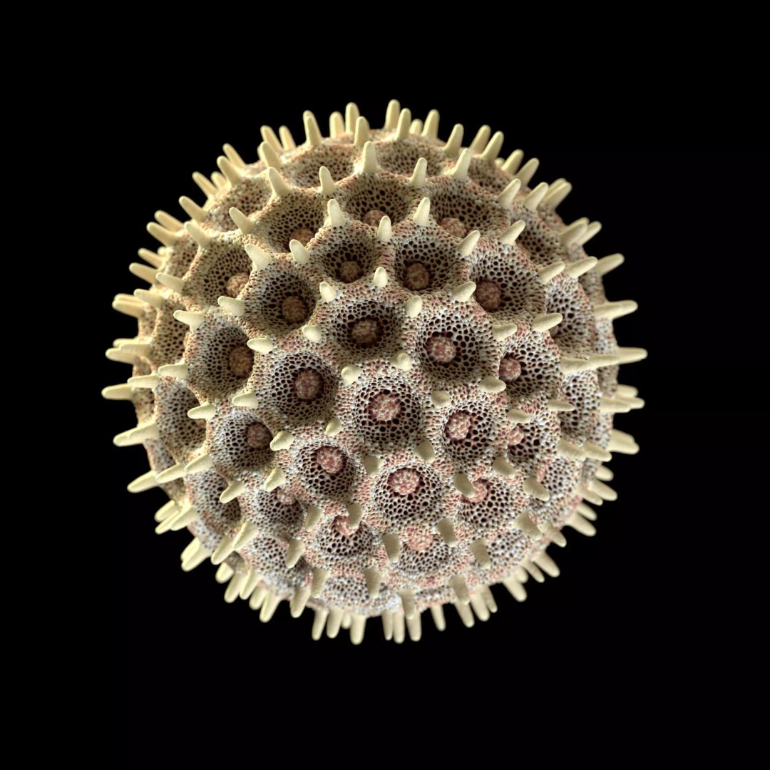 Morning Glory Pollen Grain 3D Model – High Poly Scientific Visualization, OBJ - View 5