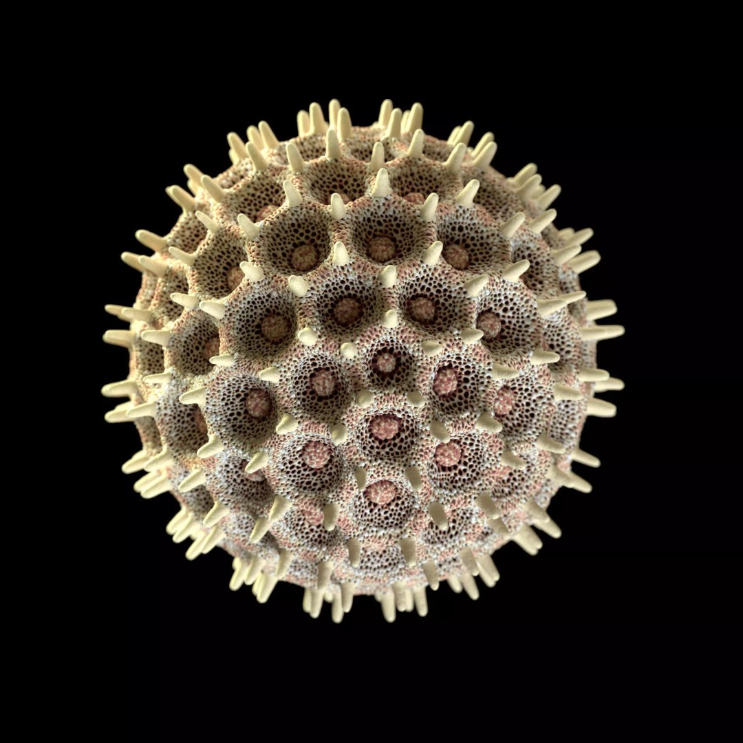 Morning Glory Pollen Grain 3D Model – High Poly Scientific Visualization, OBJ - View 6