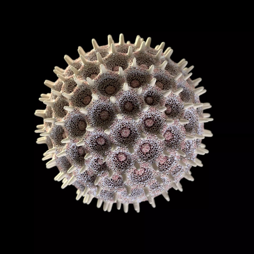 Morning Glory Pollen Grain 3D Model – High Poly Scientific Visualization, OBJ - View 7