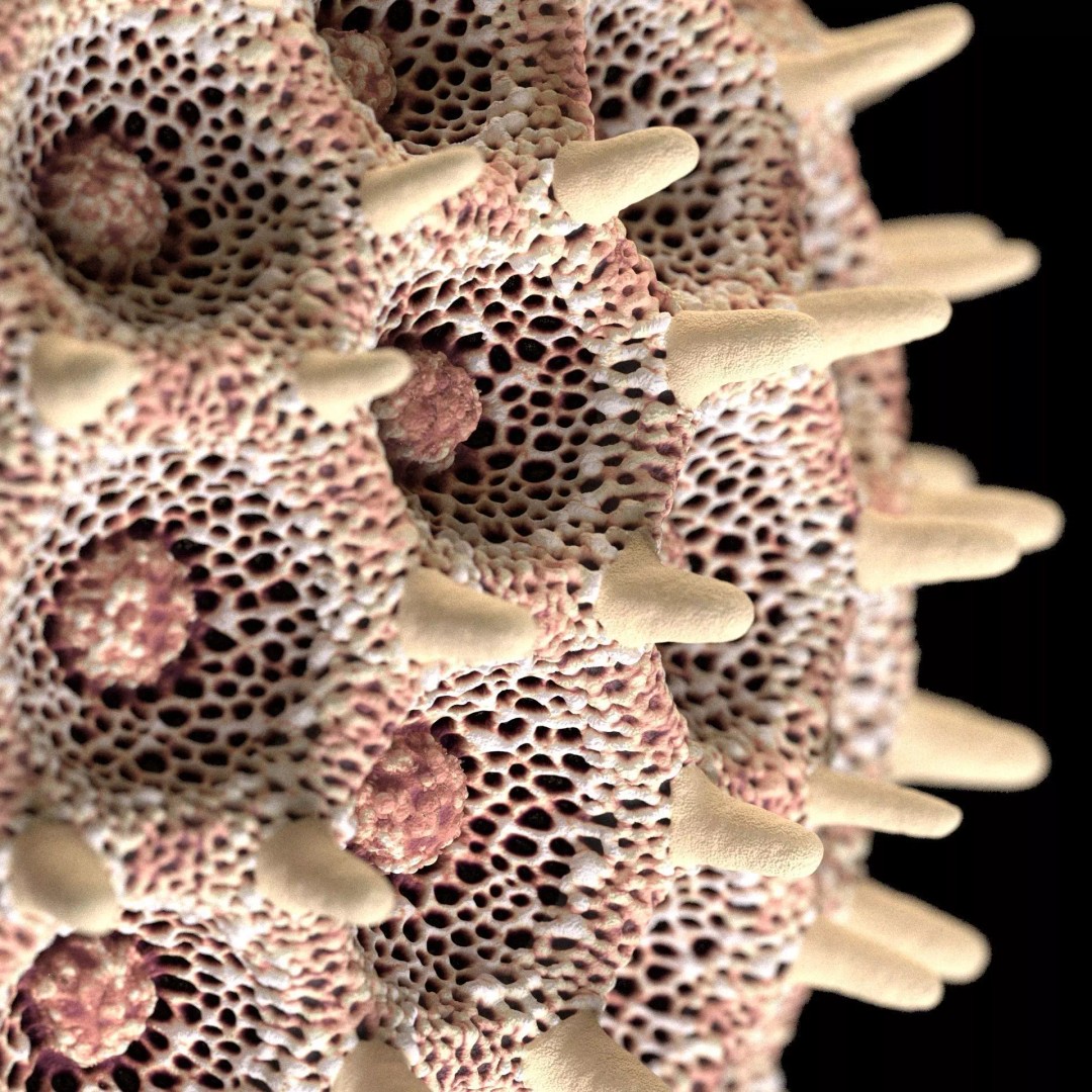 Morning Glory Pollen Grain 3D Model – High Poly Scientific Visualization, OBJ - View 8