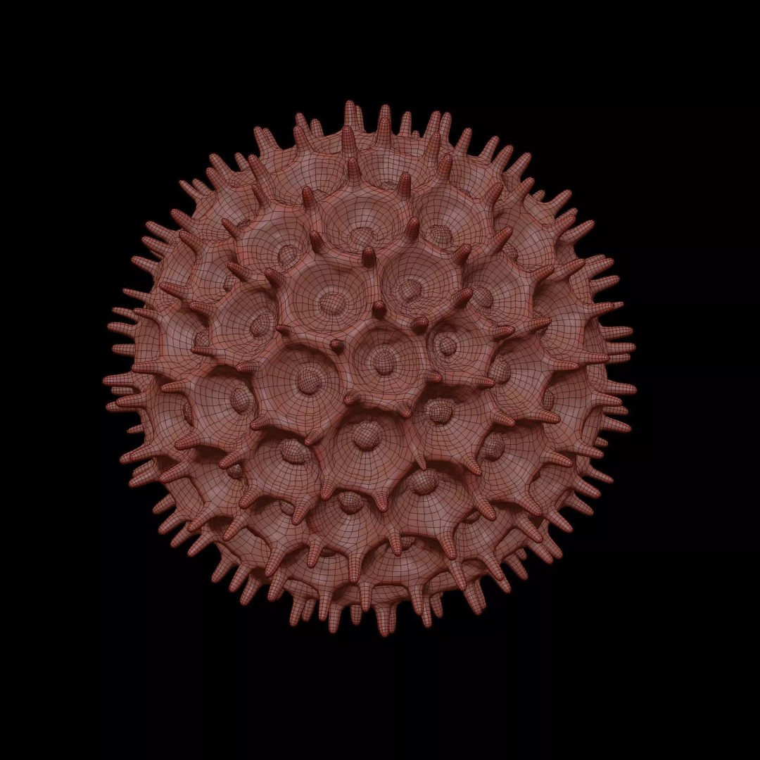 Morning Glory Pollen Grain 3D Model – High Poly Scientific Visualization, OBJ - View 9