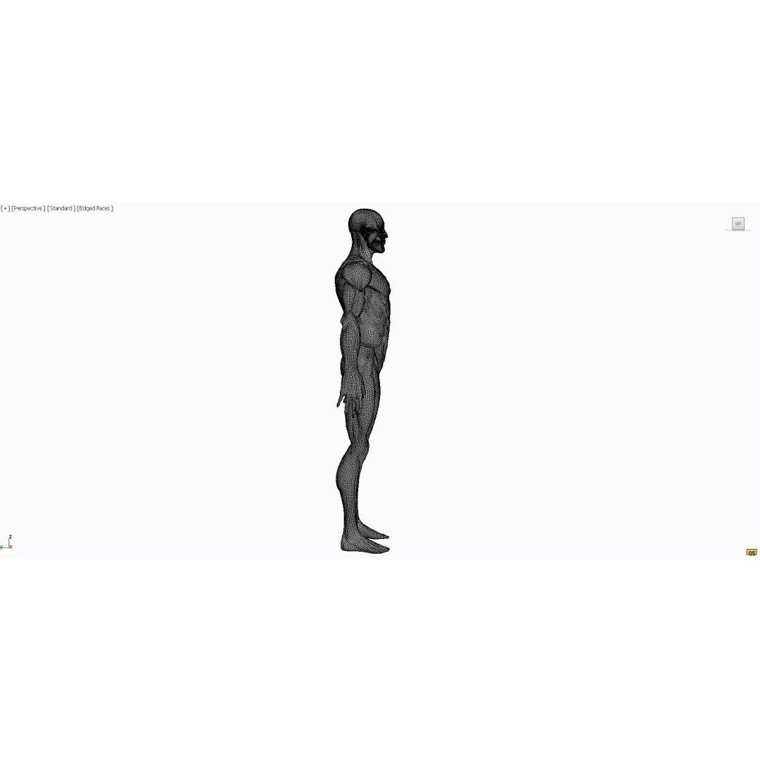 Realistic Male Anatomy 3D Model – Complete Muscular System, FBX, Game-Ready