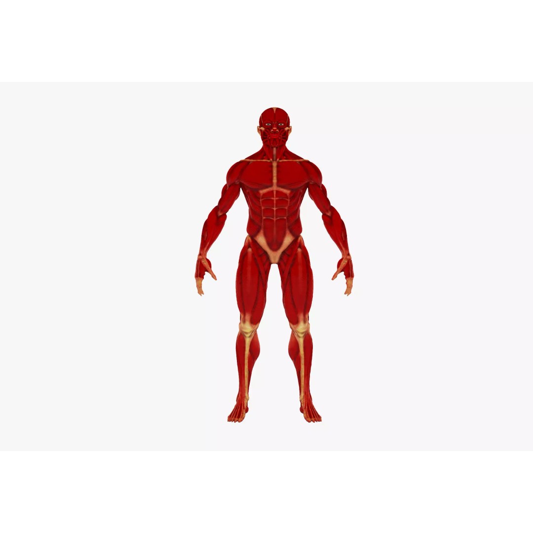 Realistic Male Anatomy 3D Model – Complete Muscular System, FBX, Game-Ready - View 2