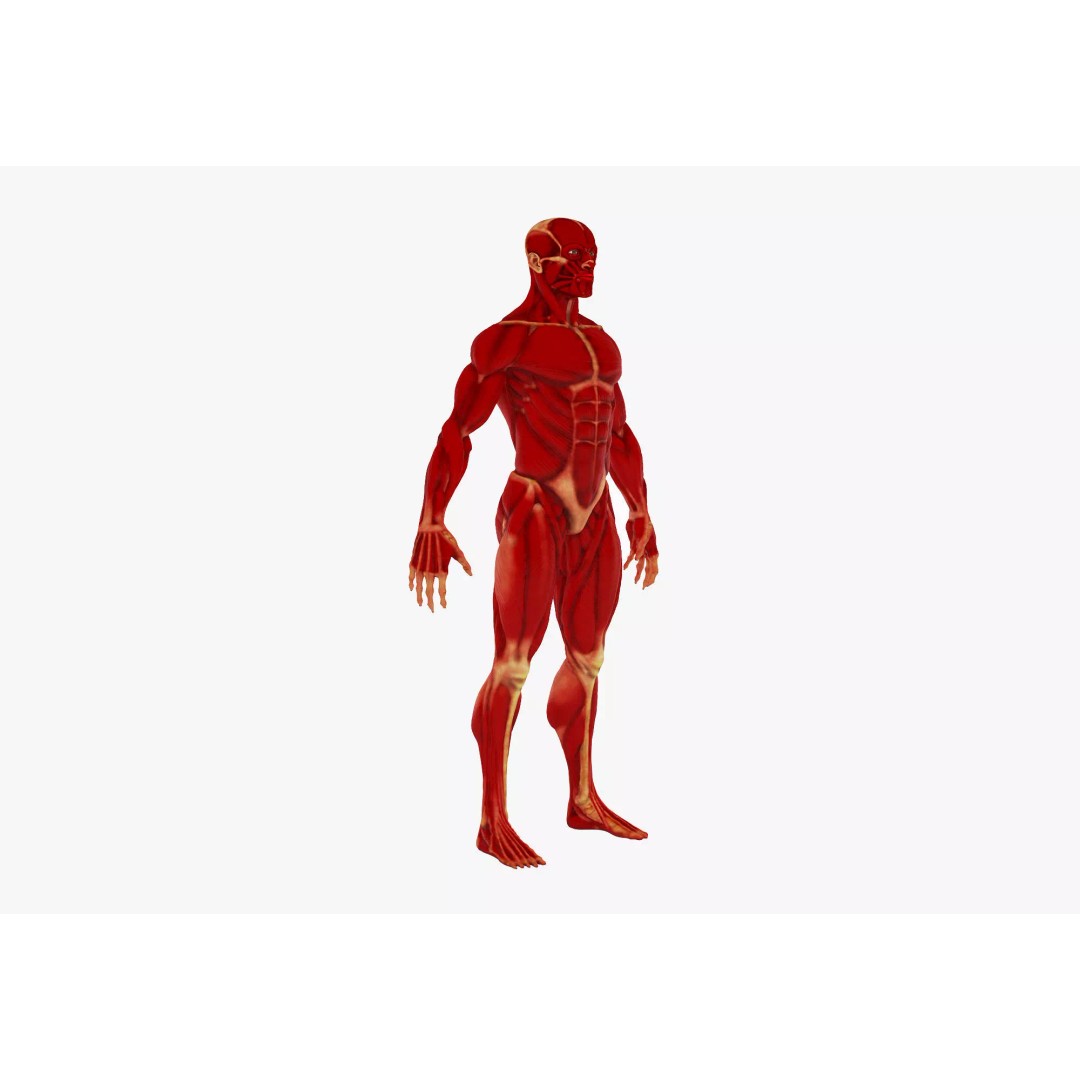 Realistic Male Anatomy 3D Model – Complete Muscular System, FBX, Game-Ready - View 3