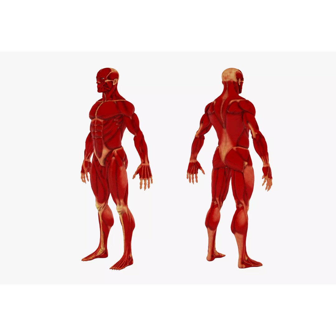 Realistic Male Anatomy 3D Model – Complete Muscular System, FBX, Game-Ready - View 4