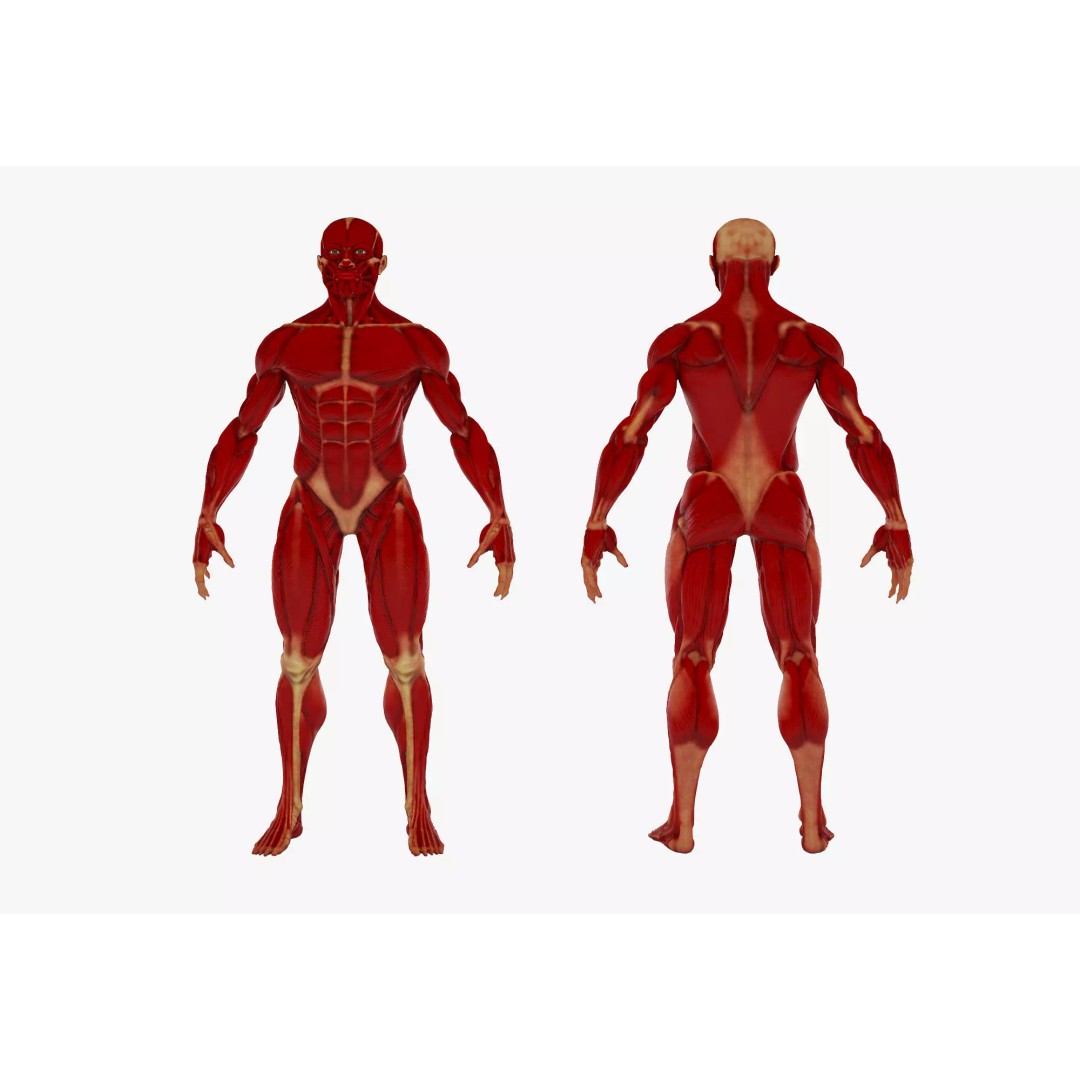 Realistic Male Anatomy 3D Model – Complete Muscular System, FBX, Game-Ready - View 5