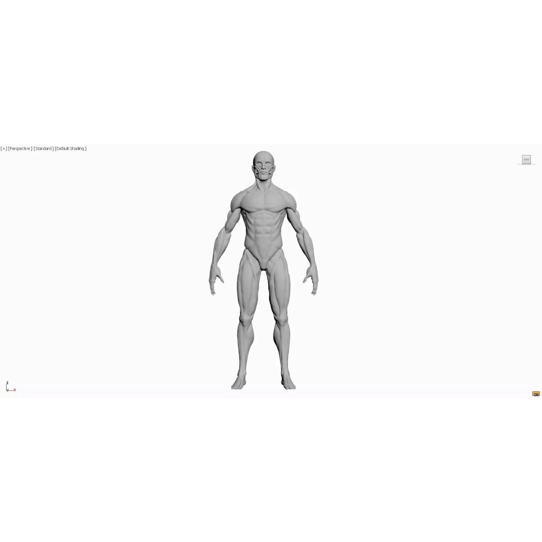Realistic Male Anatomy 3D Model – Complete Muscular System, FBX, Game-Ready - View 6