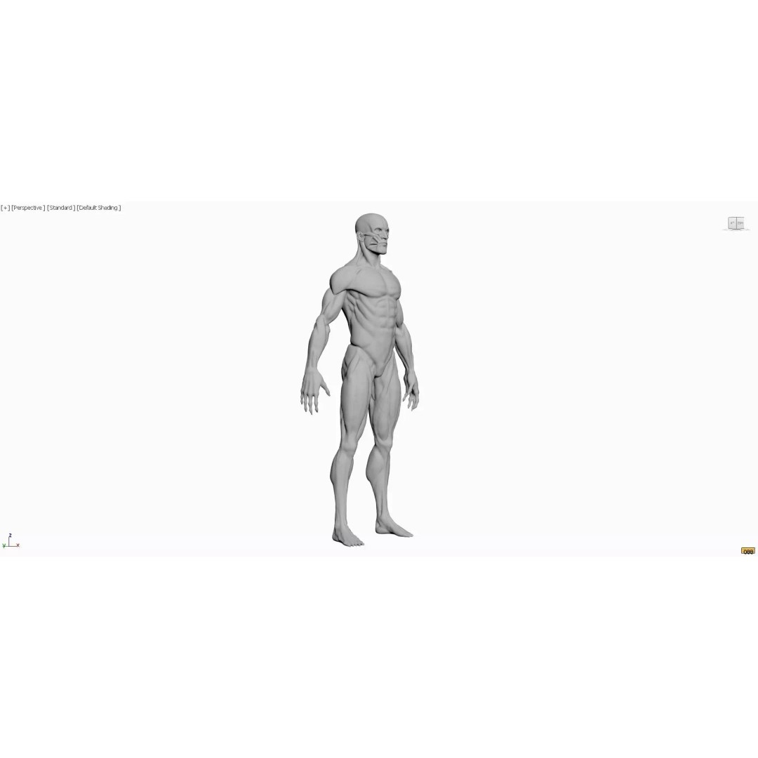 Realistic Male Anatomy 3D Model – Complete Muscular System, FBX, Game-Ready - View 7