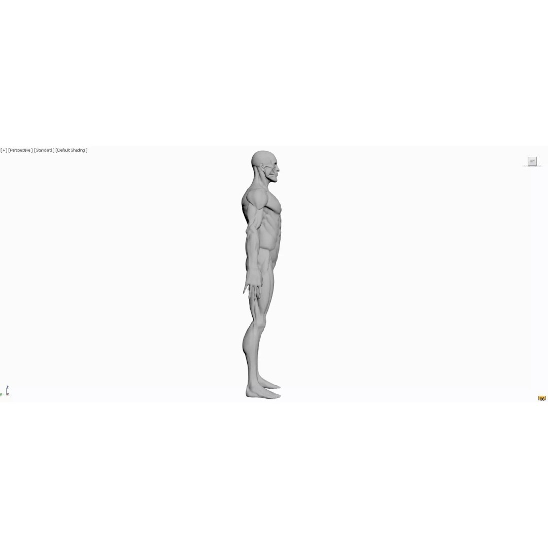 Realistic Male Anatomy 3D Model – Complete Muscular System, FBX, Game-Ready - View 8