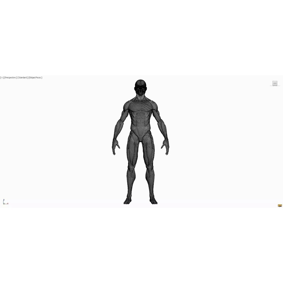 Realistic Male Anatomy 3D Model – Complete Muscular System, FBX, Game-Ready - View 9