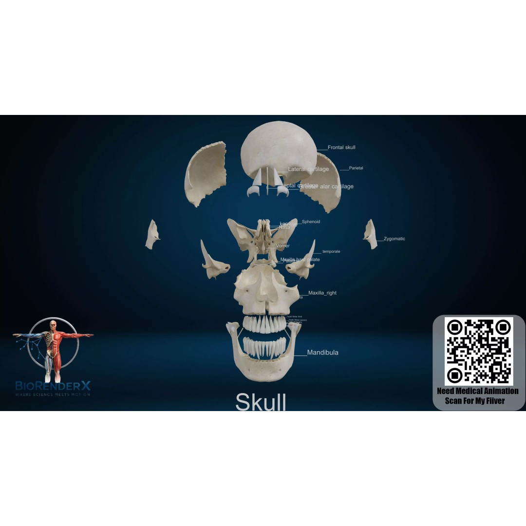3D Human Skeleton System 3D Model – Low Poly Anatomical Rigged Asset, FBX