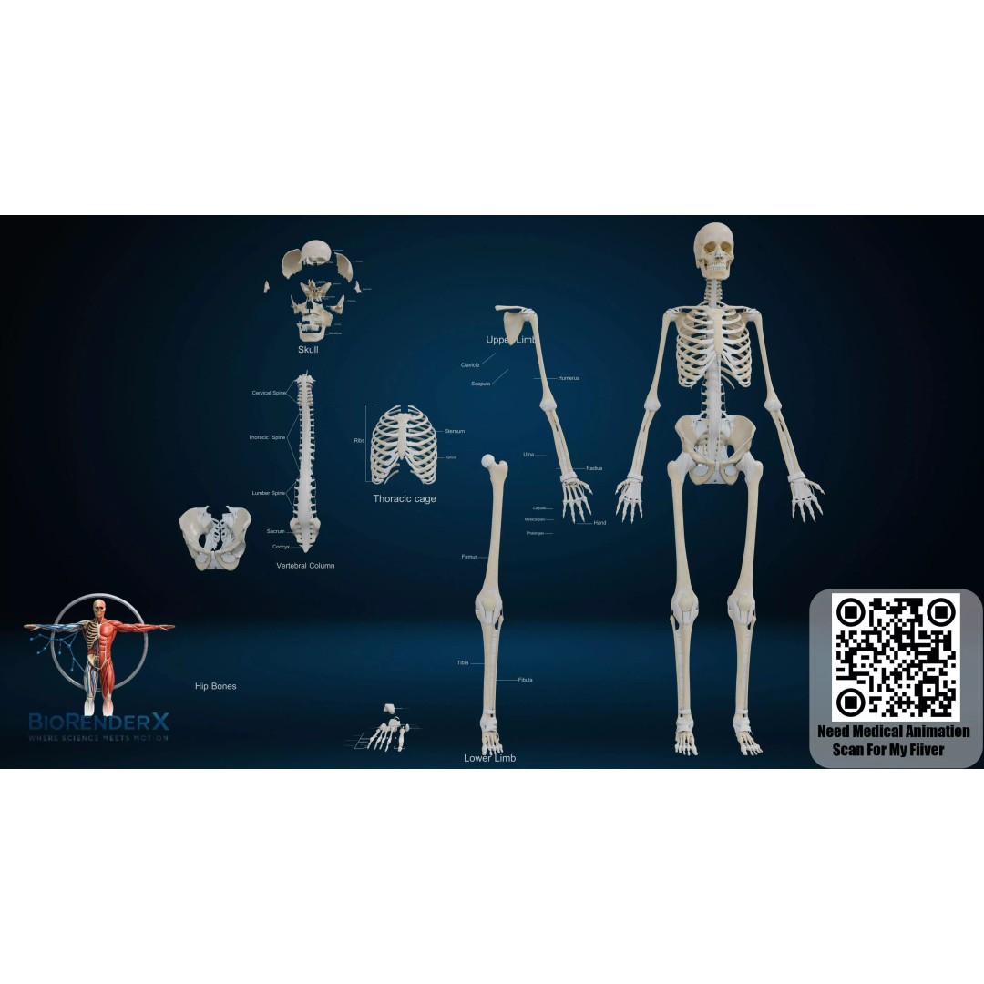 3D Human Skeleton System 3D Model – Low Poly Anatomical Rigged Asset, FBX - View 2