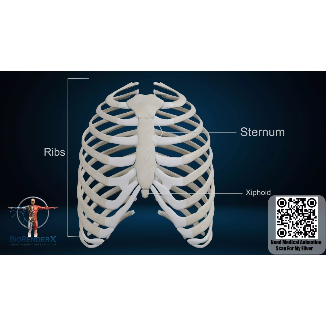 3D Human Skeleton System 3D Model – Low Poly Anatomical Rigged Asset, FBX - View 3