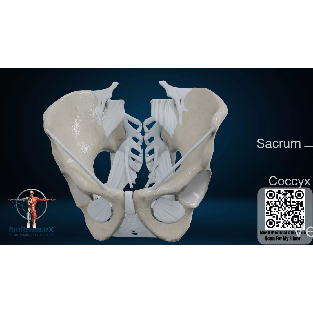 3D Human Skeleton System 3D Model – Low Poly Anatomical Rigged Asset, FBX - View 4