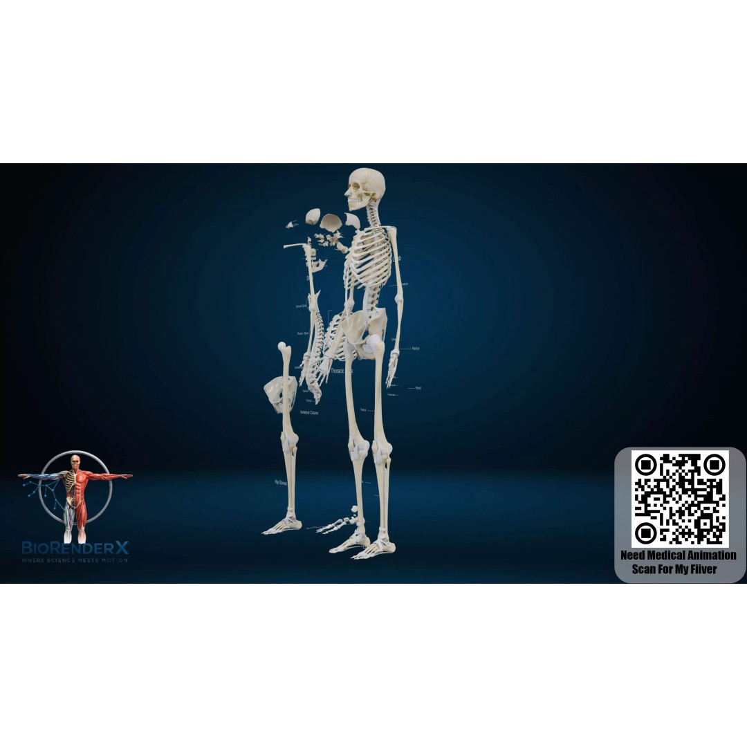3D Human Skeleton System 3D Model – Low Poly Anatomical Rigged Asset, FBX - View 5