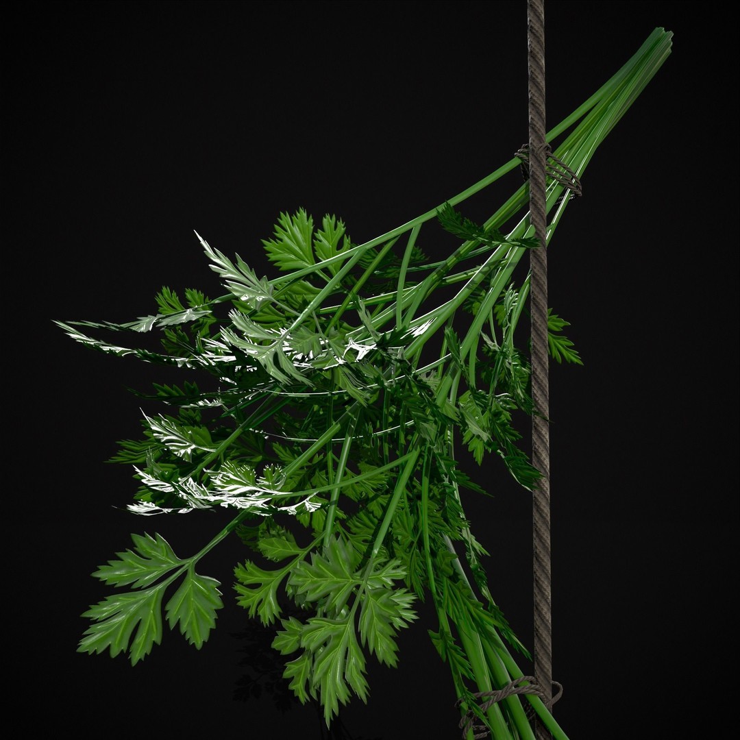 Hanging Parsley 3D Model – Low Poly PBR Vegetable Asset, FBX & OBJ - View 10