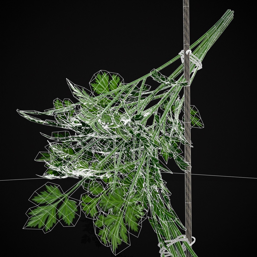 Hanging Parsley 3D Model – Low Poly PBR Vegetable Asset, FBX & OBJ - View 11