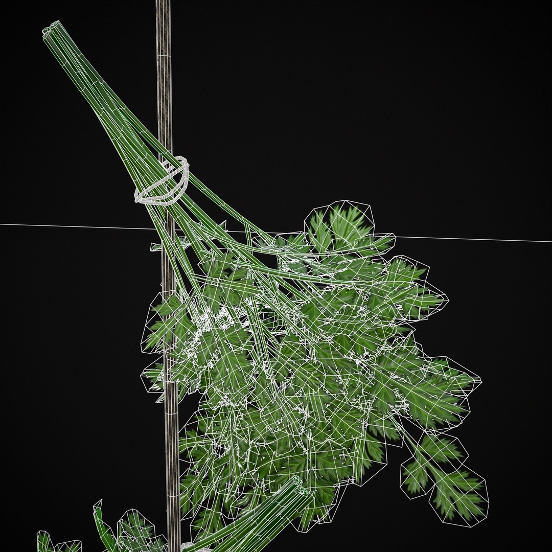 Hanging Parsley 3D Model – Low Poly PBR Vegetable Asset, FBX & OBJ - View 13