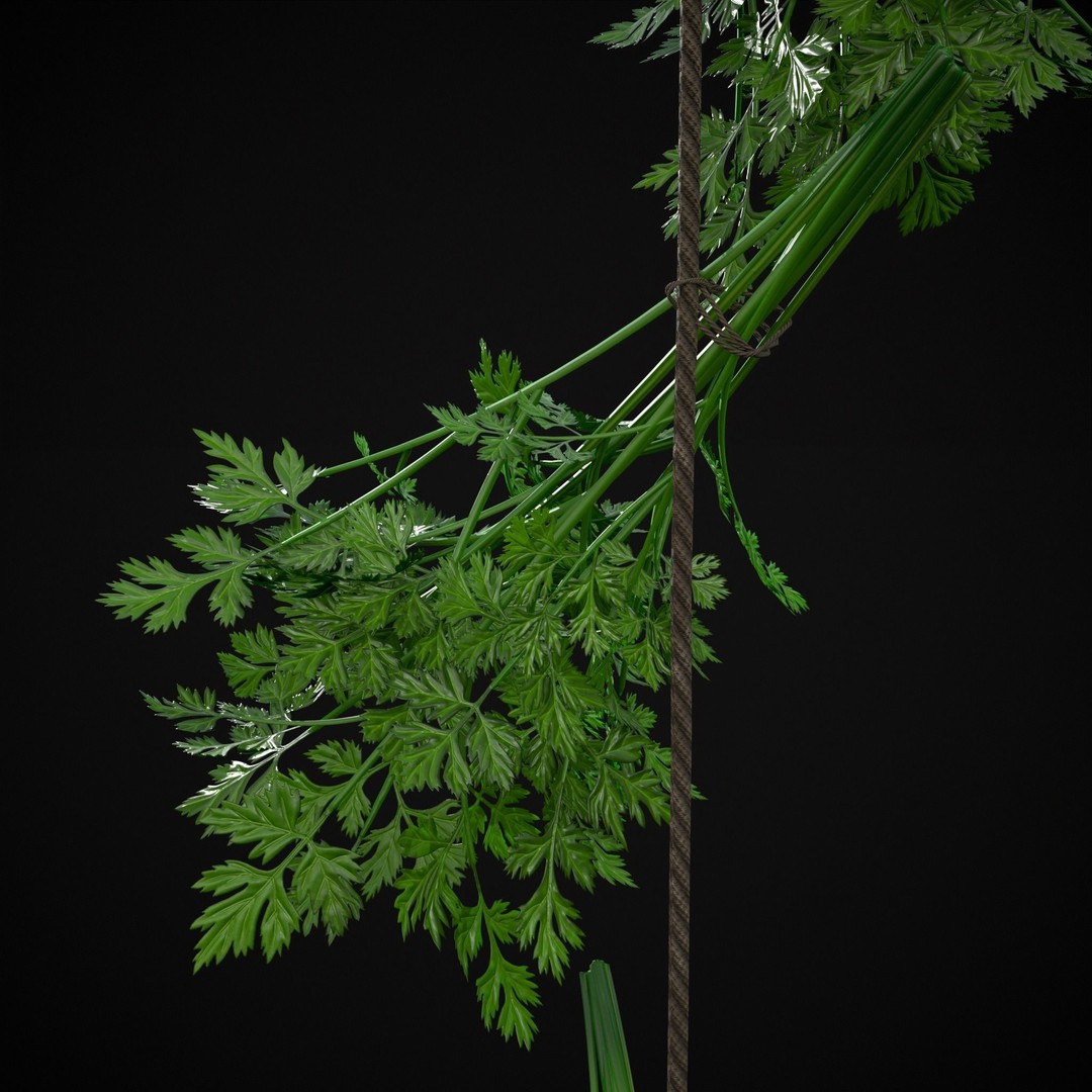Hanging Parsley 3D Model – Low Poly PBR Vegetable Asset, FBX & OBJ - View 14