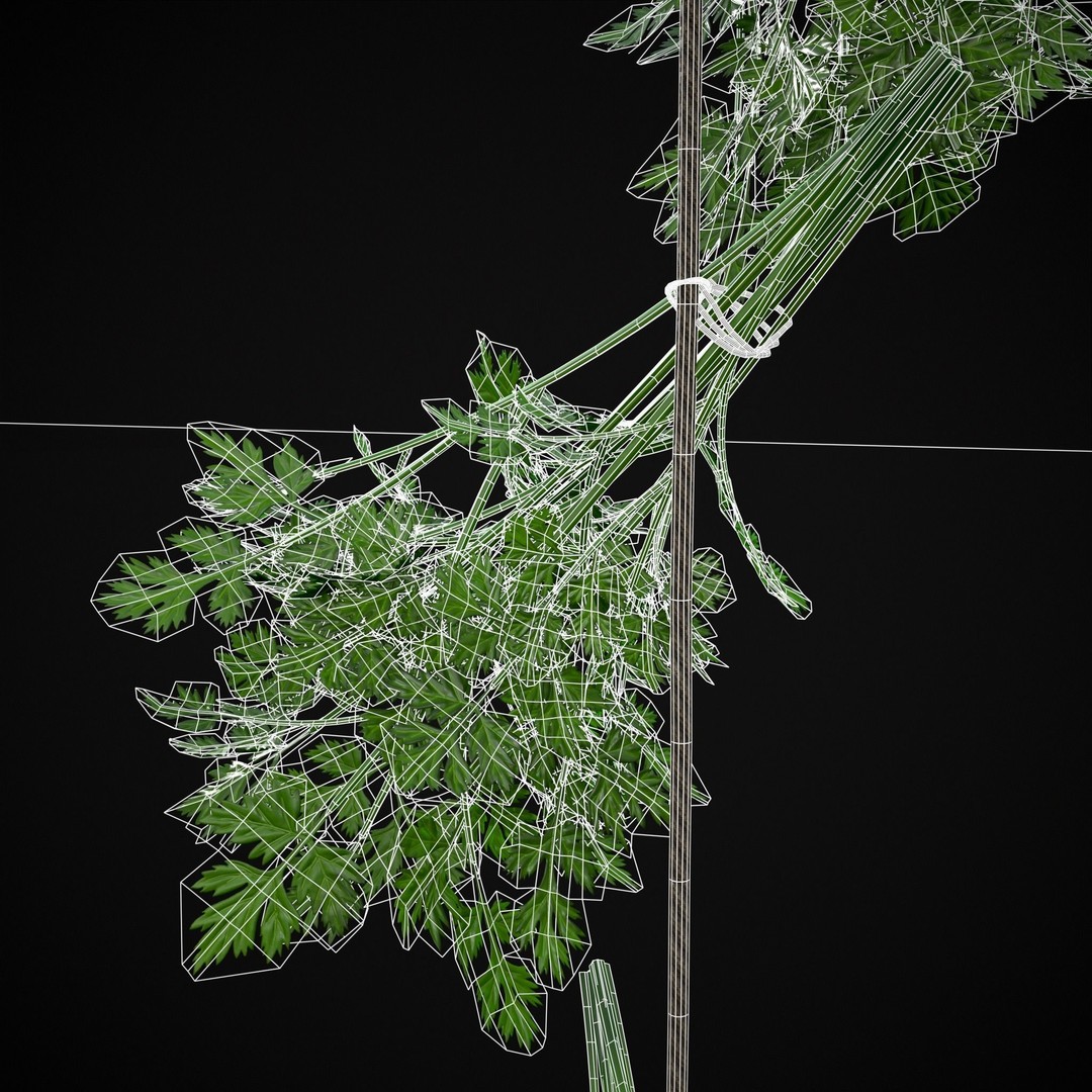 Hanging Parsley 3D Model – Low Poly PBR Vegetable Asset, FBX & OBJ - View 15