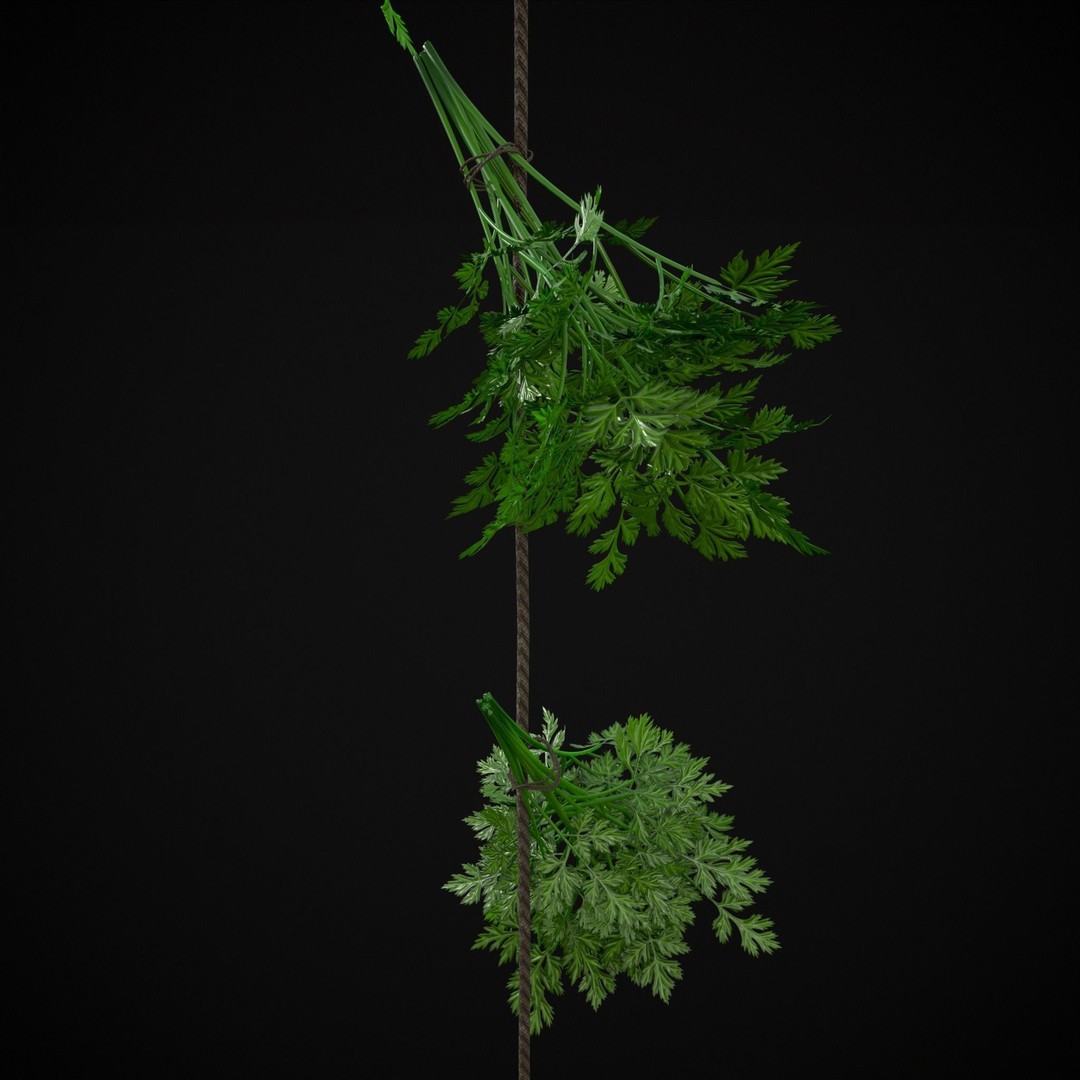 Hanging Parsley 3D Model – Low Poly PBR Vegetable Asset, FBX & OBJ - View 16