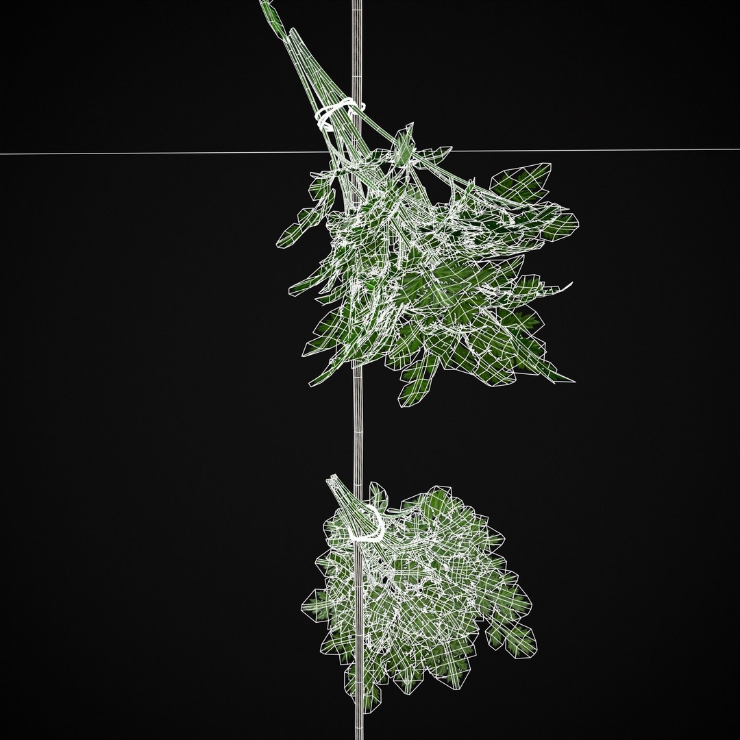 Hanging Parsley 3D Model – Low Poly PBR Vegetable Asset, FBX & OBJ - View 17