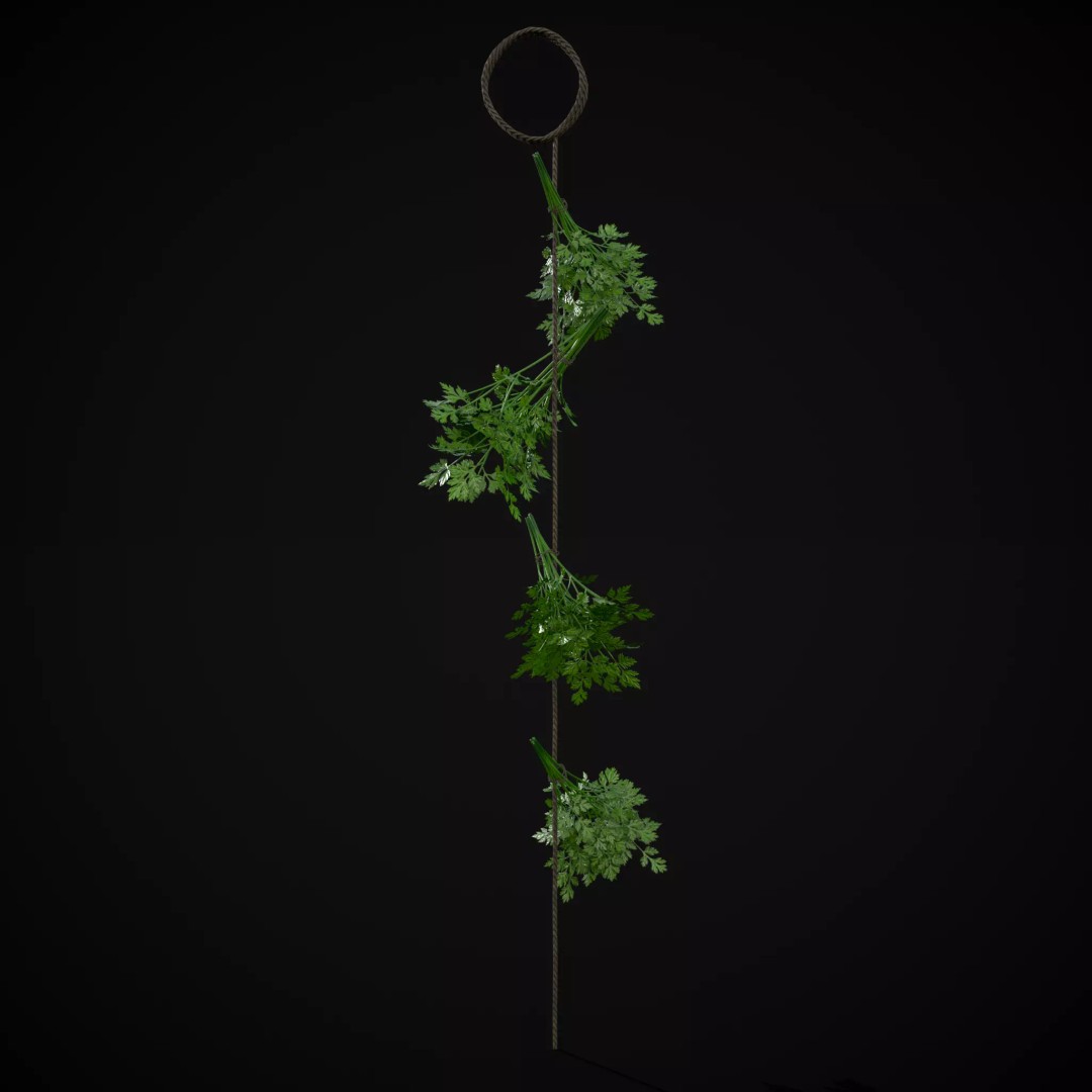 Hanging Parsley 3D Model – Low Poly PBR Vegetable Asset, FBX & OBJ - View 2