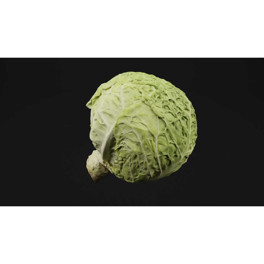 Cabbage 3D Model – Realistic PBR Vegetable Asset, FBX, OBJ, Blender - View 2