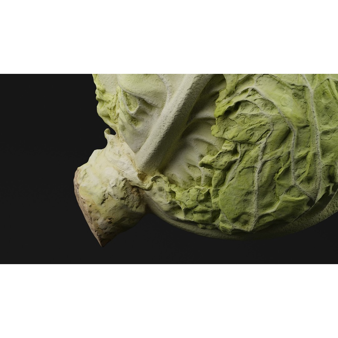 Cabbage 3D Model – Realistic PBR Vegetable Asset, FBX, OBJ, Blender - View 4