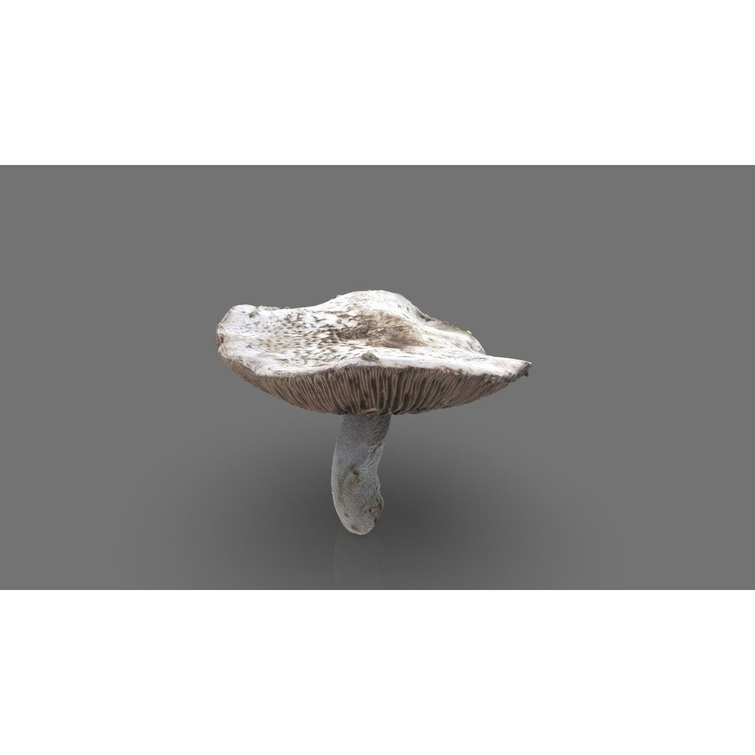 Mushroom 3D Model – Low Poly Nature Asset, PBR Textures, FBX - View 10