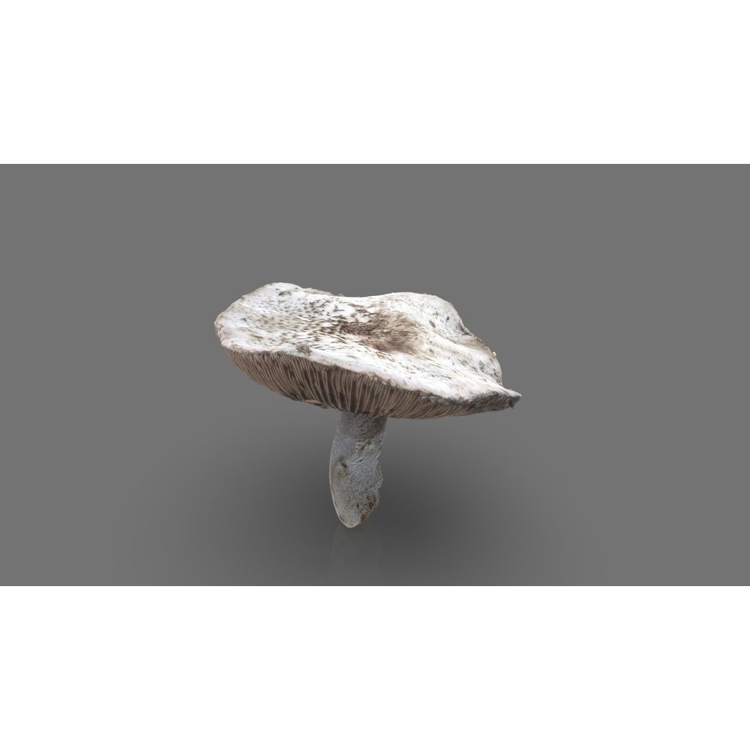 Mushroom 3D Model – Low Poly Nature Asset, PBR Textures, FBX - View 11