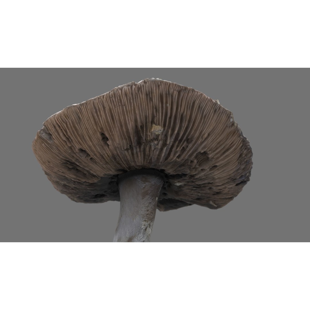 Mushroom 3D Model – Low Poly Nature Asset, PBR Textures, FBX - View 12