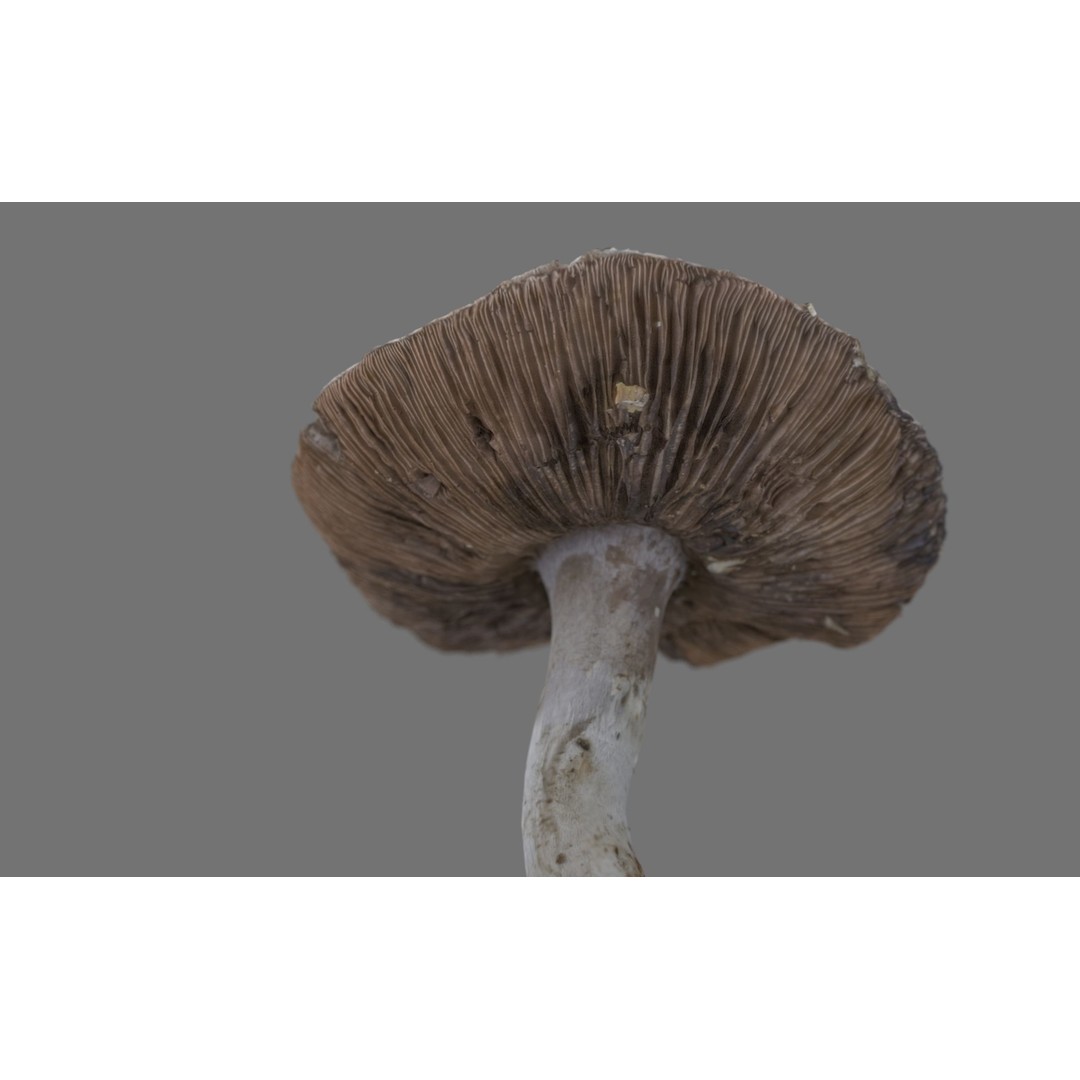 Mushroom 3D Model – Low Poly Nature Asset, PBR Textures, FBX - View 13