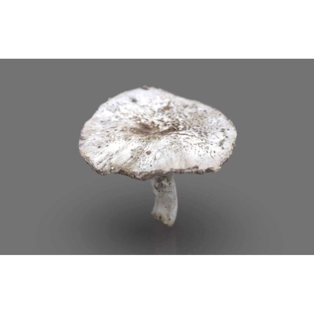 Mushroom 3D Model – Low Poly Nature Asset, PBR Textures, FBX - View 2