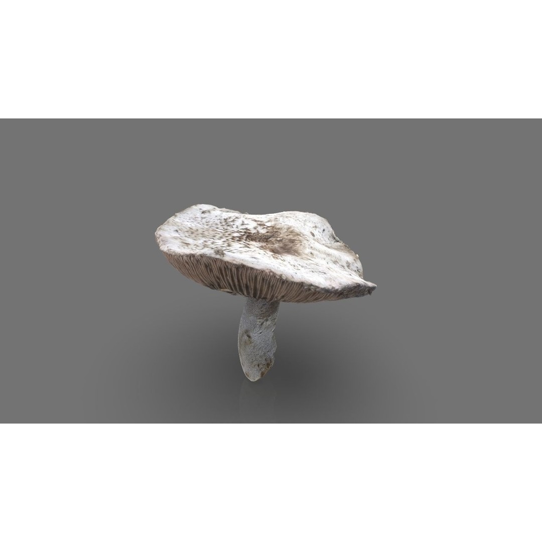 Mushroom 3D Model – Low Poly Nature Asset, PBR Textures, FBX - View 3