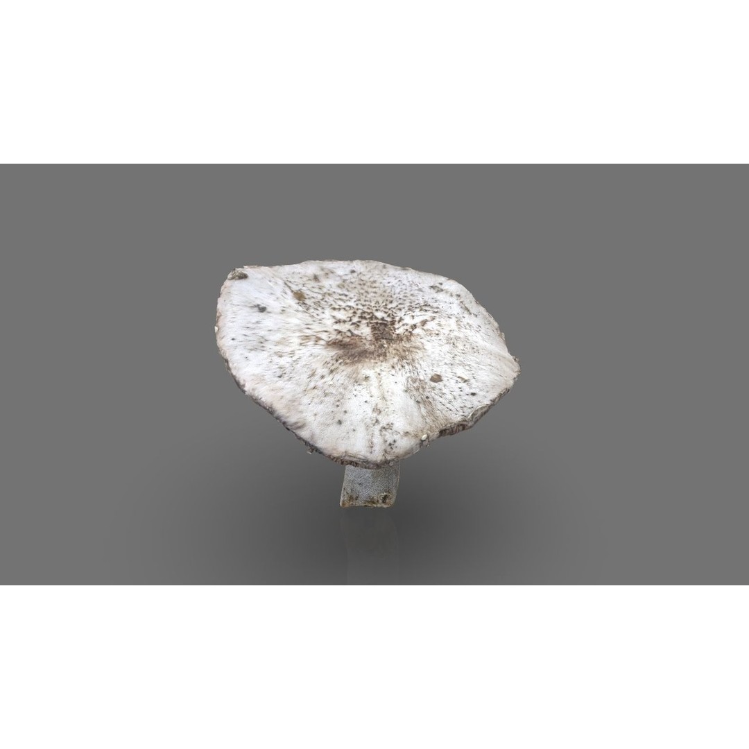 Mushroom 3D Model – Low Poly Nature Asset, PBR Textures, FBX - View 4