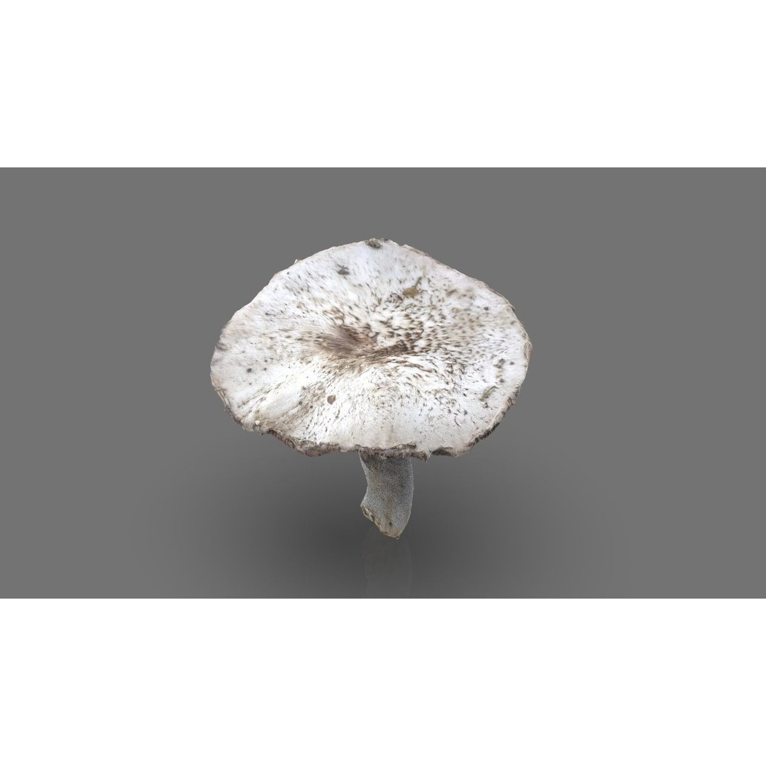 Mushroom 3D Model – Low Poly Nature Asset, PBR Textures, FBX - View 5