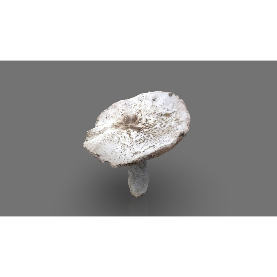 Mushroom 3D Model – Low Poly Nature Asset, PBR Textures, FBX - View 6