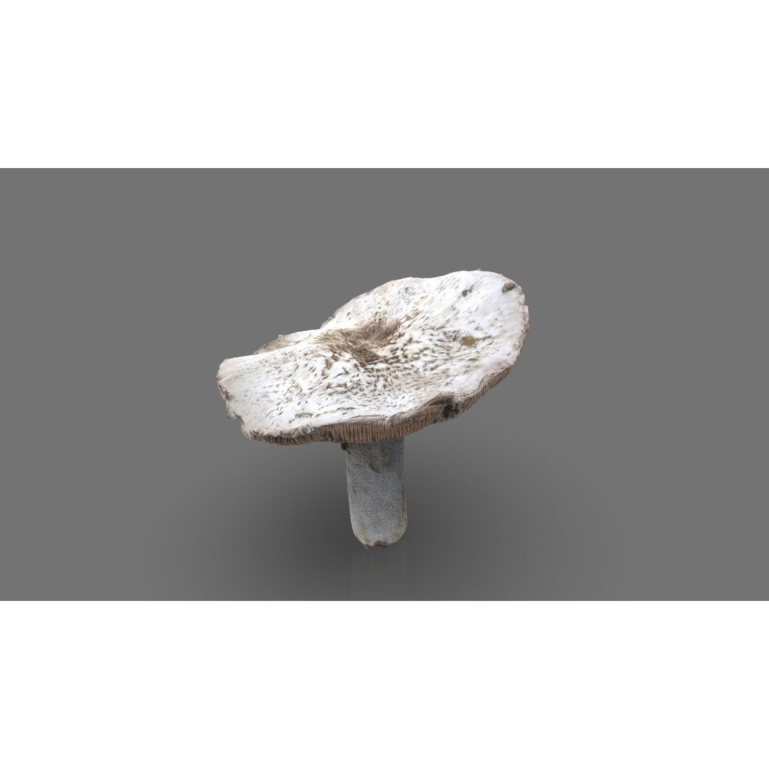 Mushroom 3D Model – Low Poly Nature Asset, PBR Textures, FBX - View 7