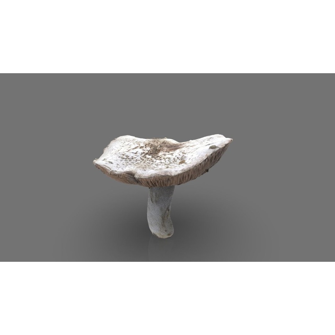 Mushroom 3D Model – Low Poly Nature Asset, PBR Textures, FBX - View 8