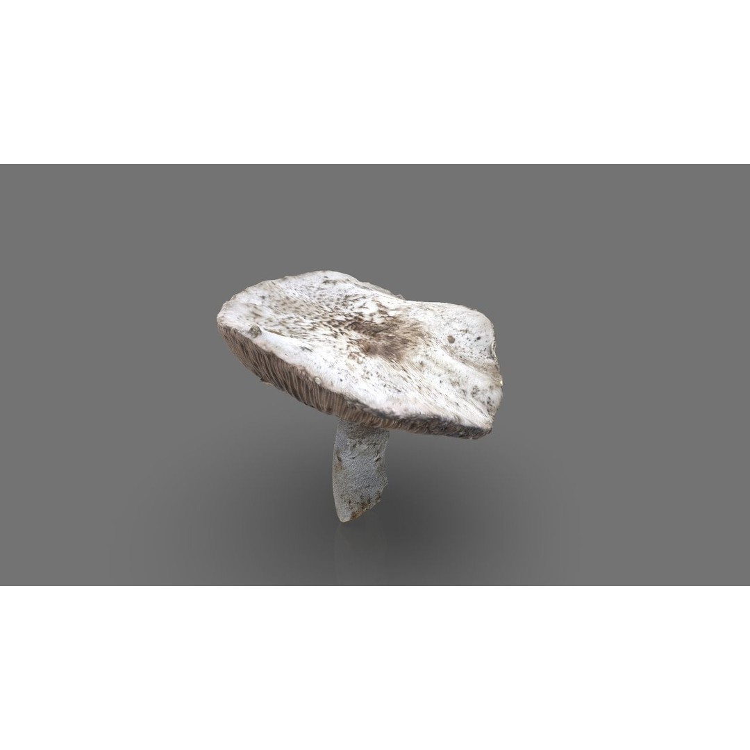 Mushroom 3D Model – Low Poly Nature Asset, PBR Textures, FBX - View 9