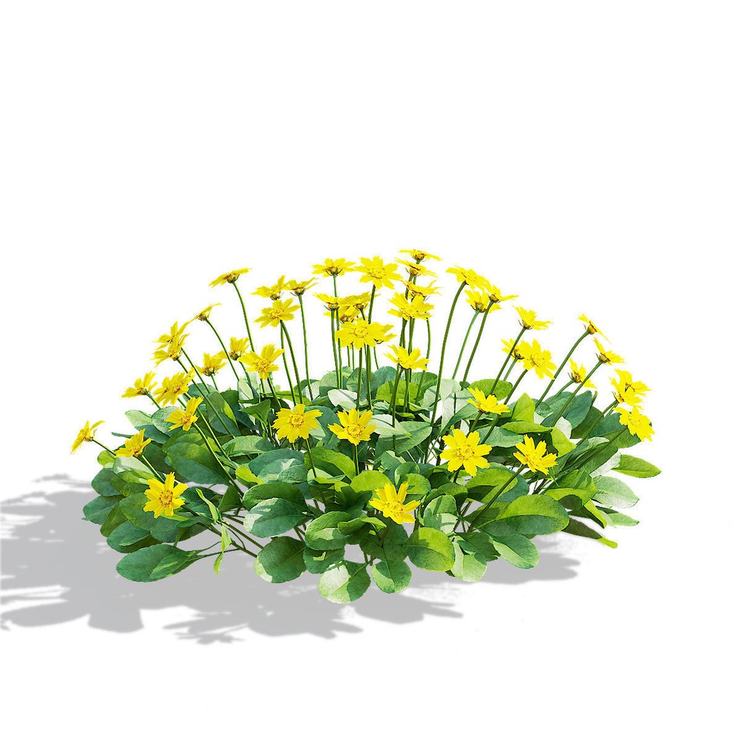 Coreopsis Auriculata Nana 3D Model – High Poly Flower Asset, FBX & OBJ