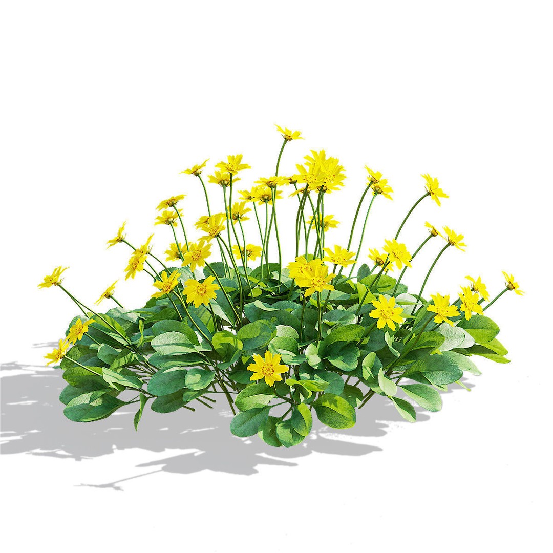 Coreopsis Auriculata Nana 3D Model – High Poly Flower Asset, FBX & OBJ - View 10