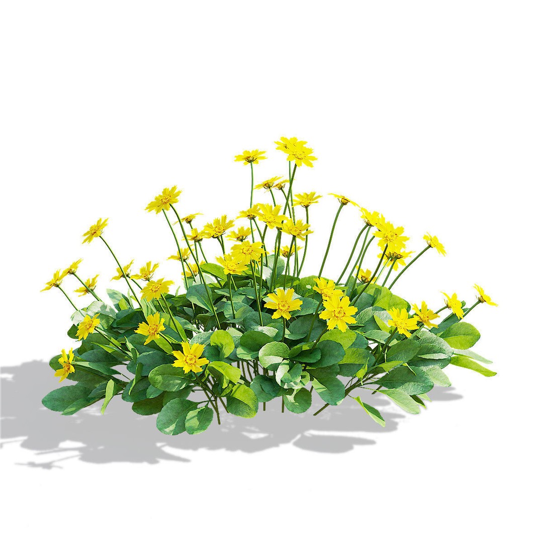 Coreopsis Auriculata Nana 3D Model – High Poly Flower Asset, FBX & OBJ - View 12