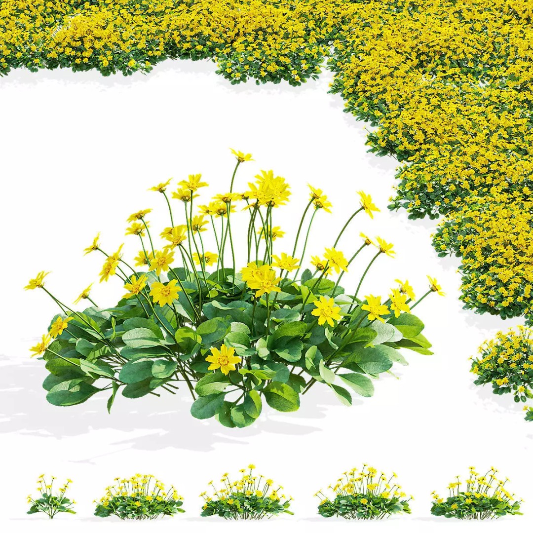 Coreopsis Auriculata Nana 3D Model – High Poly Flower Asset, FBX & OBJ - View 2